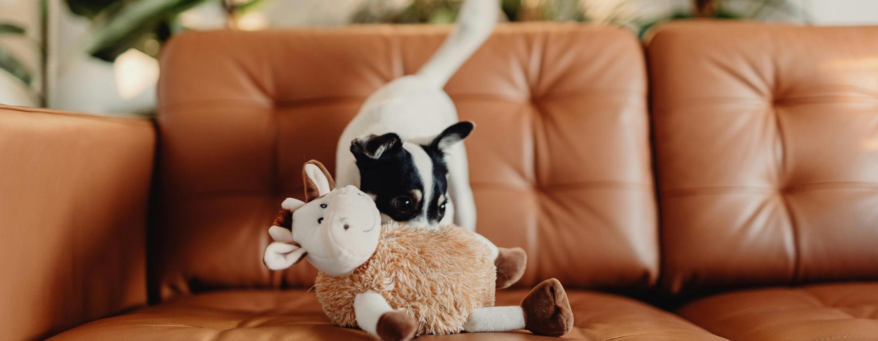a stuffed animal on a couch