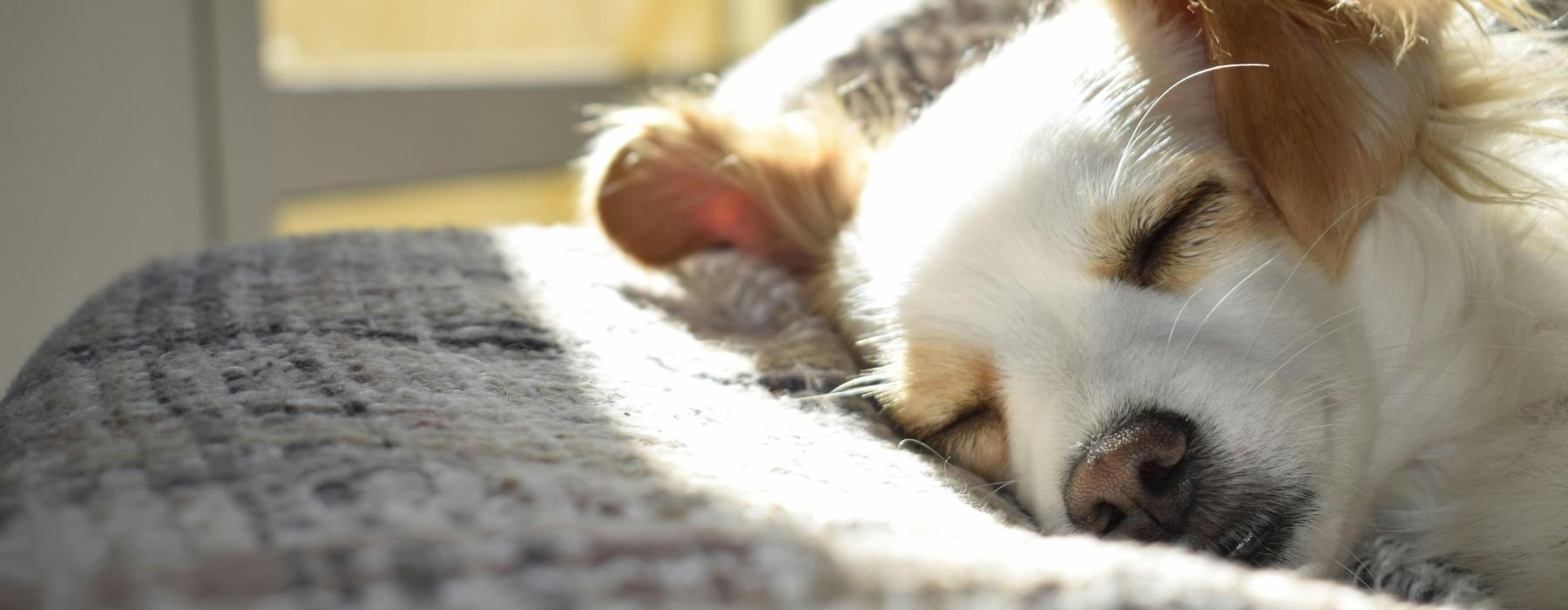 a dog lying on its back