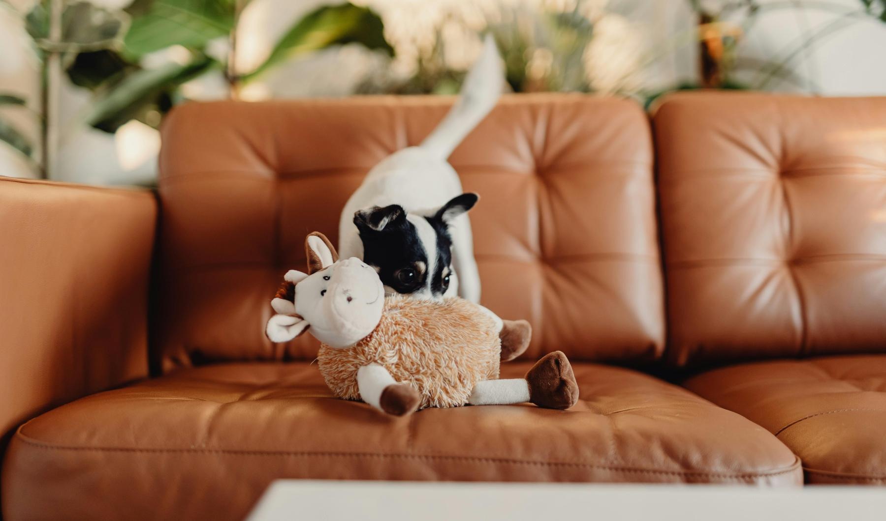 Settle into comfort at Ridgecrest a stuffed animal on a couch